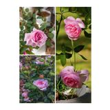 Videolu Yediveren Aşılı Kokulu Eflatun Gül Fidanı 30 80 Cm Saksılı Aşılı Gül Lilac Rose