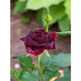 Videolu Yediveren Bordo Kokulu Gül Fidanı 2 Adet Saklı/tüplü Bahçe Bitkisi 45-65 Cm Burgundy Rose