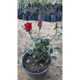 Videolu Yediveren Canlı Kırmızı Renkli 40 55 Cm 1 Adet Aşılı Gül Red Rose