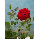 Videolu Yediveren Fuji Kokulu Gül Fidanı 30-65 Cm Saksılı Aşılı Gül Rose Bush