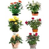 Videolu Yediveren Gül Seti 50 60 Cm 5 Adet Sarı Kırmızı Beyaz Pembe Turuncu "multiflora Rose"