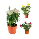 Videolu Yediveren Kırmızı Beyaz Sarı Renkli 25 50cm 3 Adet Saksılı Aşılı Gül Red White Yellow Rose