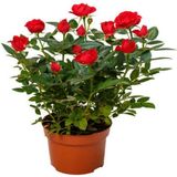 Videolu Yediveren Kırmızı Minyatür Gül Fidanı 1 Adet Saksılı/ Tüplü İç-Dış Mekan Bitkisi (Red Rose)