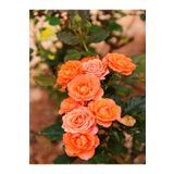 Videolu Yediveren Kokulu 1 Adet Somon Gül Fidanı (10-15 cm)Saksılı (Salmon Rose)