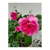 Videolu Yediveren Kokulu Katmerli Pembe Gül Fidanı 1adet Saksılı/tüplü 30-55 Cm Pink Rose