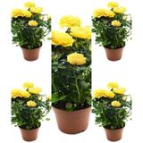 Videolu Yediveren Kokulu Sarı Gül Fidanı 5 Adet Saksılı/tüplü 30-65 Cm Yellow Rose