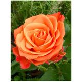 Videolu Yediveren Kokulu Turuncu Renk 50 80 Cm Saksılı Aşılı Gül Fidanı Orange Rose