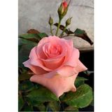 Videolu Yediveren Kokulu Yavruağzı Rengi 30 66 C Saksılı/tüplü Aşılı Gül Fidanı Rose