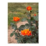 Videolu Yediveren Koyu Somon Rengi Gül Fidanı 2 Adet Saksılı/tüplü 35-60 Cm Orange Rose