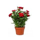 Videolu Yediveren Mis Kokulu Kırmızı Gül Fidanı 1 Adet Saksılı Bahçe Bitkisi 10-15Cm (Red Rose)