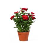 Videolu Yediveren Mis Kokulu Kırmızı Gül Fidanı 1 Adet Saksılı Bahçe Bitkisi 10-15Cm (Red Rose)