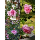 Videolu Yediveren Pembe Renkli 30 50 Cm 3 Adet Tüplü Aşılı Gül Fidanı Pink Rose