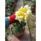 Videolu Yediveren Sarı Gül (10-15 cm ) Saksılı/Tüplü 1 Adet Aşılı Gül Yellow Rose