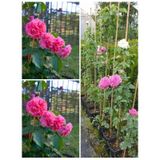 Videolu Yediveren Sarmaşık Mis Kokulu Pembe Gül Fidanı 3 Adet Saksılı 40-65 Cm Climbing Pink Rose