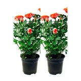 Videolu Yediveren Somon Rengi Gül Fidanı 2 Adet Saksılı/tüplü 30-55 Cm Bahçe Bitkisi Orange Rose