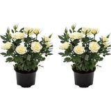 Videolu Yediveren Yoğun Kokulu Beyaz Gül 2 Adet 35-65 Cm Saksılı/tüplü Bahçe Bitkisi White Rose