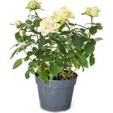 Videolu Yediveren Yoğun Kokulu Krem Beyaz Renkli 50 90 Cm 1 Adet Tüplü Aşılı Gül White Rose