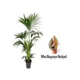 Videolu Yeşil Benjamin Bitkisi(80-100Cm) 1 Adet Saksılı Yılbaşı Çiçeği Hediyeli İç Mekan Ev Bitkisi, BTSAN8672
