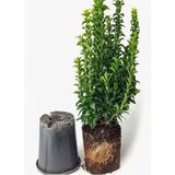 Videolu Yeşil Çıtır Taflan Çiçeği Fidanı 1 Adet Saksılı 20-40 Cm Çit Bitkisi Prunus Laurocerasus