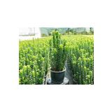 Videolu Yeşil Tafllan Çiçeği Fidanı 40-60cm Saksılı Çiçekli Bodur Bitkiler Euonymus Japonicus