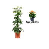 Videolu Yeşil Yaprak Şeflera Çiçeği(80-100Cm) 1 ADET Saksılı Turuncu Kalanşo Hediyeli İç Mekan Bitki