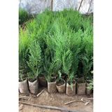Videolu Yeşil Yapraklı Leylandi Fidanı (10 25 Cm)40 Adet Tüplü Dış Mekan Ağaç Cupressus Leylandii