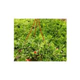 Videolu Yoğun Çiçekli Buz Çiçeği Fidanı 1 Adet Askılı Saksıda 20-30Cm Saksılı (Ice Plant)