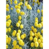 Videolu Yoğun Kokulu 1 Adet Lavantin Çiçeği Fidanı 40-60cm Saksılı Lavender Flower