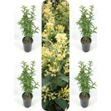 Videolu Yoğun Kokulu Melisa Çiçeği 4 Adet 55-80 Cm Saksılı/tüplü Bahçe Bitkisi Cestrum
