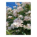 Videolu Zakkum Çiçegi Fidanı Beyaz Renkli 80 100cm 1 Adet Tüplü Dış Mekan Bitkisi White Oleander