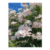 Videolu Zakkum Çiçegi Fidanı Beyaz Renkli 80 100cm 1 Adet Tüplü Dış Mekan Bitkisi White Oleander