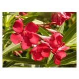 Videolu Zakkum Çiçegi Fidanı Kırmızı Renk 60 100 Cm Tüplü Dış Mekan Red Oleander