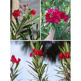 Videolu Zakkum Çiçegi Kırmızı Renk 70 100 Cm 1 Adet Tüplü Zakkum Fidanı Red Oleander
