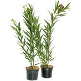 Videolu Zakkum Fidanı 2 Adet Pembe-beyaz Saksılı/tüplü 70-100cm Dış Mekan Oleanders