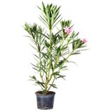 Videolu Zakkum Fidanı Pembe 1 Adet Saksılı/tüplü 70-100cm Dış Mekan Oleander