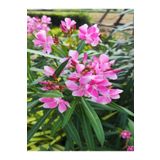 Videolu Zakkum Fidanı Pembe Renkli (10-15 cm) Tüplü 1 Adet Dış Mekan Bitkisi Pink Oleander