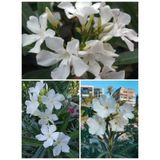 Videolu Zakkum Kar Beyazı Renginde 70 100 Cm Tüplü Dış Mekan Çiçeği White Oleander
