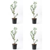Videolu Zeytin Fidanı 4 Adet Saksılı/tüplü 50-70cm 1. Kalite Çok Yıllık Olive Sapling