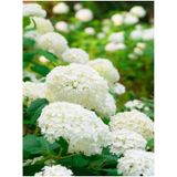Videoluçınar Kartopu Çiçeği Fidanı (50 60 Cm)1 Adet Tüplü/saksılı Dış Mekan Hydrangea (Hortensia)
