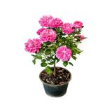 Vidolu Isparta Gülü Reçellik Pembe Renkli 20 50 Cm 1 Adet Aşılı Gül Pink Rose