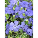Vinca Mor Renk Cezayir Menekşesi 20-40CM Saklısı