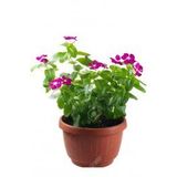 Vinca Rozet Cezayir Menekşesi Tohumu Ekim Seti 5 Tohum +Saksı+Top
