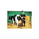 Vink Doğum Krikosu 180 CM