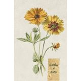 Vintage Botanical Sketchbook