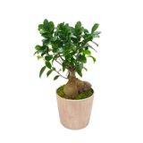 Vintage Seramik Saksıda Ficus Gingseng Bonsai Abana & Bonsai Ağacı & Dekoratif Bitki & 35-40 Cm