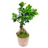 Vintage Seramik Saksıda Ficus Gingseng Bonsai & Iç Mekan Canlı Bitki & 30-35 Cm