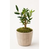 Vintage Seramik Saksıda Zeytin Bonsai 20-25 Cm Doğal Görünümlü Mini Ağaç, İç Mekan Dekorasyonu için