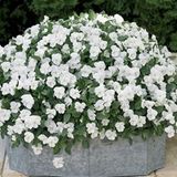 Viola Cornuta White Perfection Menekşe Çiçeği Tohumu(100 tohum)