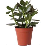 Vionna Gardenbox Canlı Mini Para Çiçeği (Crassula Ovata) Saksılı Yeşim Sukulent
