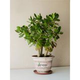 Vionna Gardenbox Crassula Ovata Para Çiçeği Saksılı 15-25 Cm, Yeşil